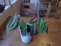 Les plantes aussi font leurs prières ....