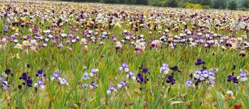 Les iris de Bourdillon