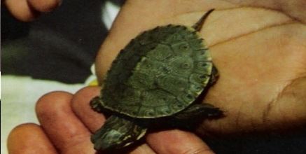 Tortue de Lagune