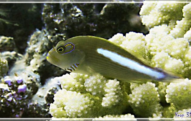 Épervier strié ou à arcade ou Poisson-faucon à tempe annelée, Arc-eye hawkfish or Ring-eye hawkfish (Paracirrhites arcatus) - Passe Tumakohua - Fakarava sud - Tuamotu - Polynésie française