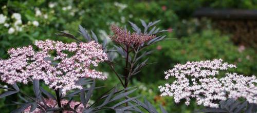 Sambucus nigra black lace