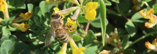 une abeille sur des fleurs
