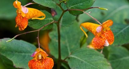 Le Vivant ... ces plantes si humaines ... 