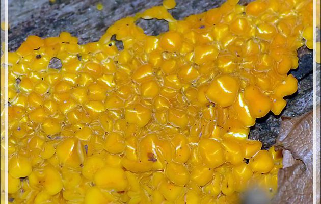 Micro champignons sur bois mort : Calycelle citrine, Bisporelle jaune (Bisporella citrina) - Bagnères de Luchon - 31 