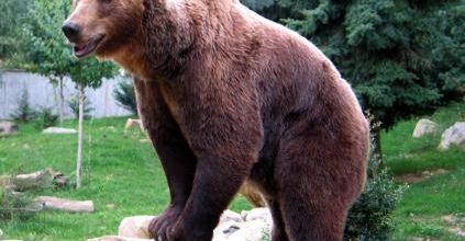 Les Ours dans les Pyrénée.