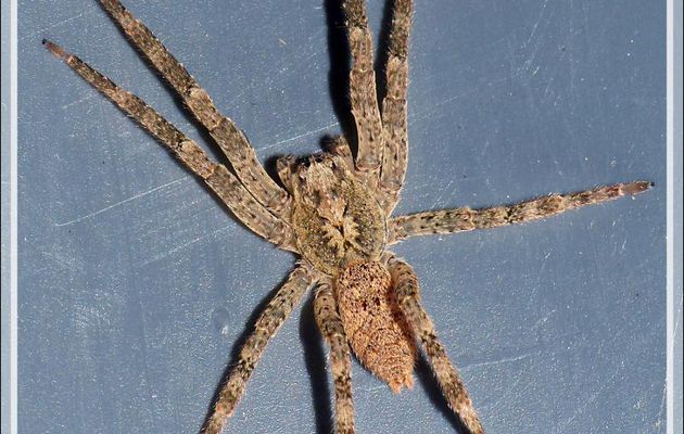 Araignée "Nosferatu" (Zoropsis spinimana), la bête et son exuvie - La Couarde-sur-Mer - Île de Ré - 17