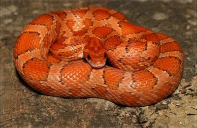 Kastanie hypomelanistic