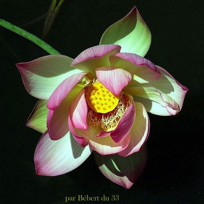 une fleur sur fond noir