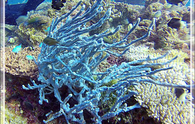 Éponge corde à pores alignés, Row pore rope sponge (Aplysina cauliformis) - Nosy Mitsio - Madagascar