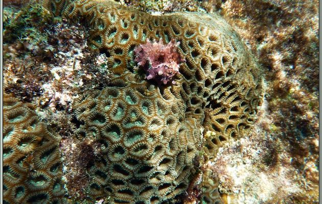 Madréporaire lobophylle ou corail à rose (Lobophyllia corymbosa) - Anse Takamaka - Mahé - Seychelles
