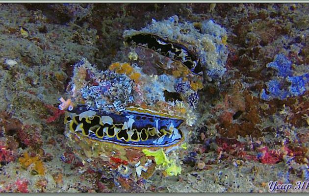 Spondyle variable ou Huître à charnières (Spondylus varius) - Dega Thila - Atoll d'Ari - Maldives