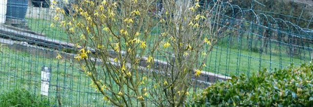 Doucement les fleurs éclosent