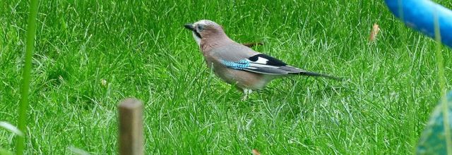 Les oiseaux au jardin