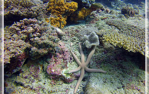 Etoile de mer comète et étoile granuleuse - Nosy Mitsio - Madagascar