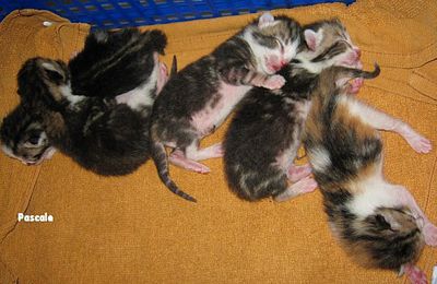 Les chatons de Pascale...
