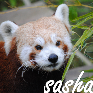 Sasha A.