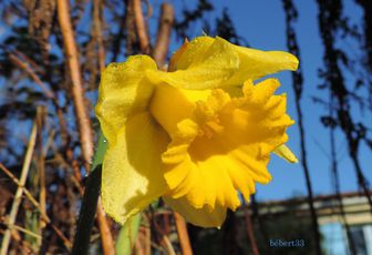 mes jonquilles sont en fleur mais ...