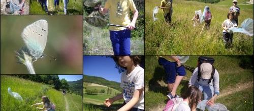 A la rencontre des papillons!