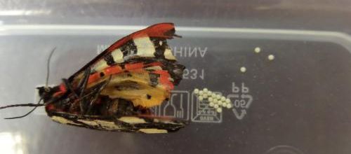 Le cycle du papillon