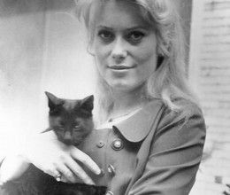 CATHERINE DENEUVE BOX OFFICE 