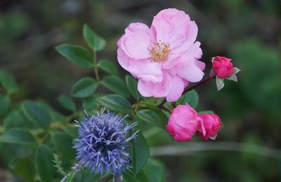 les Roses et l'engrais