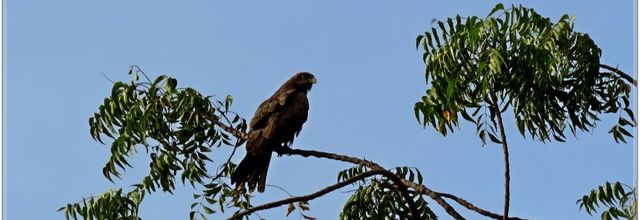 LES  OISEAUX  DU  SENEGAL