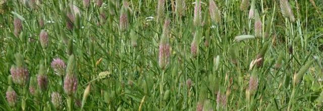 Trifolium angustifolium - trèfle à feuilles étroites