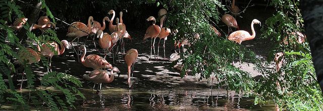 Zoo de la Boissière du Doré 1-