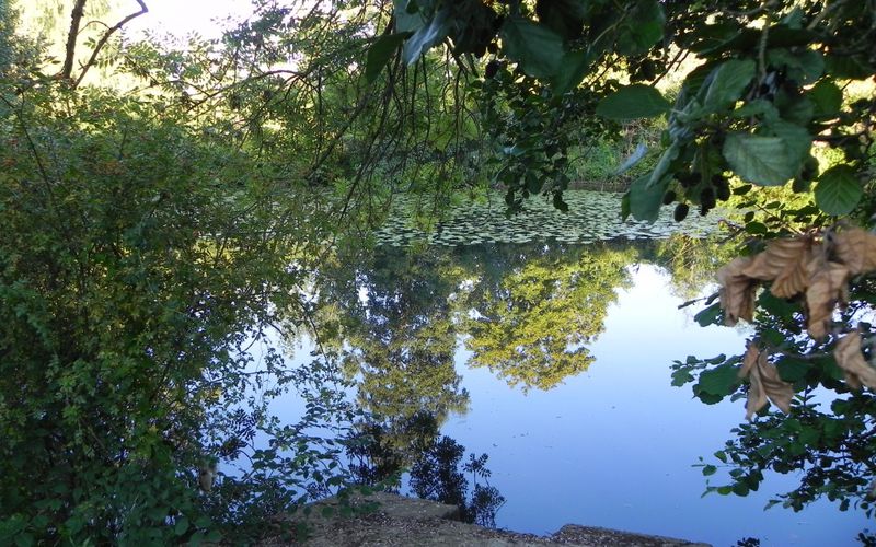 Reflets à Samois sur seine