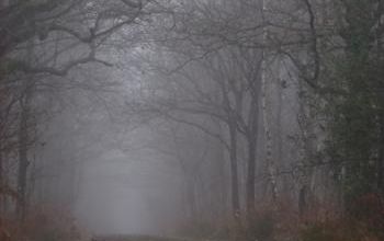 Dans la forêt sous la brume automnale