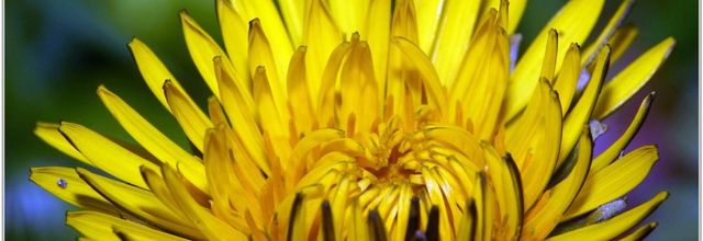 Pissenlit (2) - Taraxacum