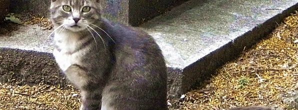Les chats du cimetière de Montmartre