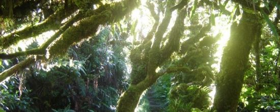 Le zodiaque des arbres