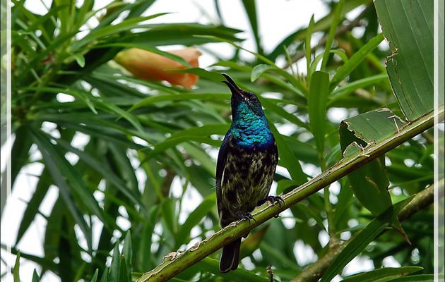 Souimanga malgache, Souimanga Sunbird (Cinnyris sovimanga) - Nosy Be - Madagascar