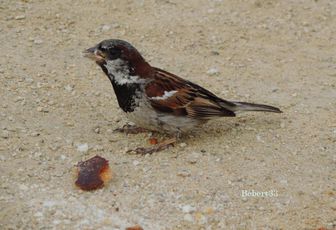un bel oiseau qui mange