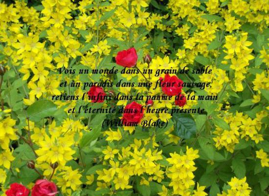 Citations en images : Vois un monde