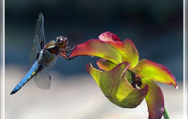 Libellule déprimée mâle (Libellula Depressa) sur inflorescence de plante carnivore "sarracenia" - Lartigau - Milhas - 31