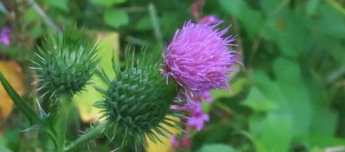 Les secrets des fleurs sauvages ▬ La conquête des villes 