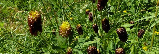 Trifolium spadiceum  -  trèfle brunâtre