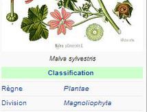 Grande Mauve - Malva sylvestris