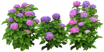 Les hortensias de Perros Guirec