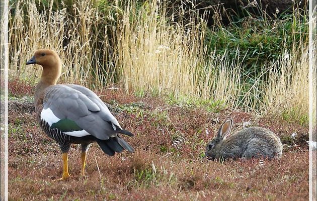 L'alliance de l'ouette et du lapin ... - New Island - Falkland (Malvinas, Malouines) - Grande-Bretagne
