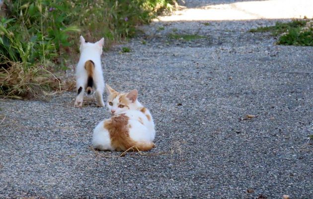 rencontre avec des minous