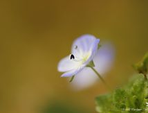 Véronique filiforme -  Veronica filiformis