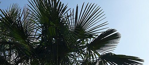 A poils et à plumes ...