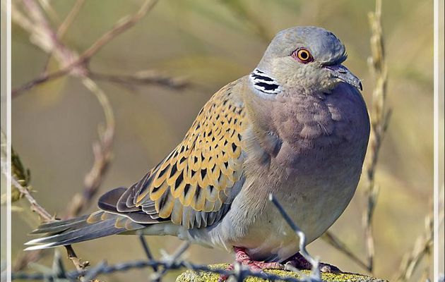 Tourterelle des bois, European Turtle Dove (Streptopelia turtur) - Loix - Ile de Ré - 17 