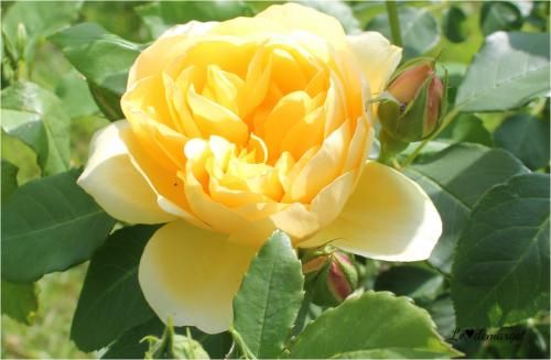 David Austin s'invite dans notre jardin...