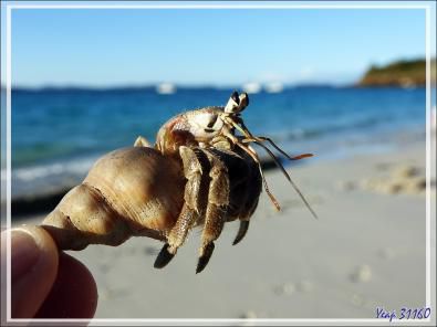 Pagure (Bernard-l'hermite) - Nosy Tsarabanjina - Archipel Mitsio - Madagascar