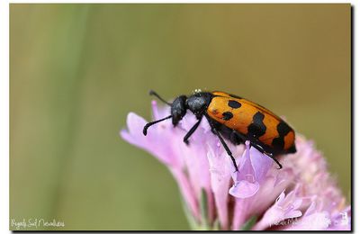 Mylabris varians 
