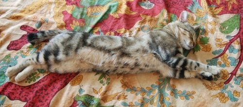 Sur le tissu cha....marré